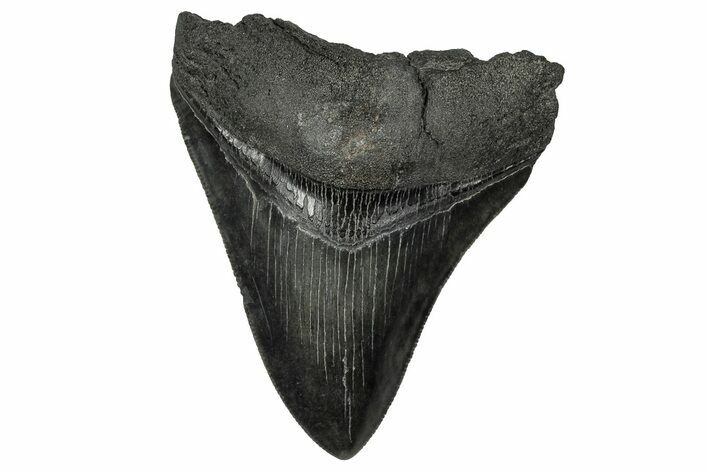 Serrated, Fossil Megalodon Tooth - South Carolina #356860